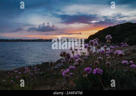 Rosa meer Sparsamkeit an der Küste bei Pendennis Punkt, Falmouth, Cornwall, Großbritannien Stockfoto