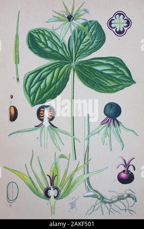 Paris quadrifolia, das Kraut - Paris, true lover Knot, ist eine Eurasische Tierarten blühende Pflanze in der Familie Melanthiaceae/Vierblättrige Einbeere (Paris quadrifolia), kurz Einbeere, digital verbesserte Reproduktion einer Vorlage aus dem 19. Jahrhundert/digitale Reproduktion einer Originalvorlage aus dem 19. Jahrhundert Stockfoto