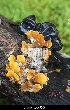 Exidia truncata, als Schwarze Hexen Butter oder Marmelade Tropfen, wilde Pilze leben auf Eiche aus Finnland bekannt Stockfoto