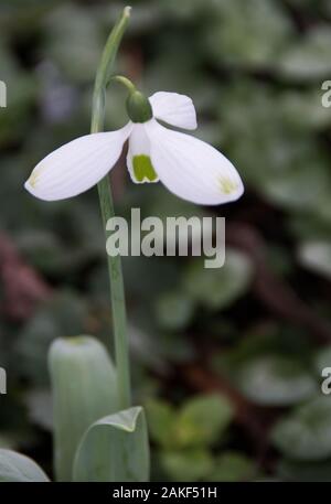 Phlox 'Big Boy' Stockfoto