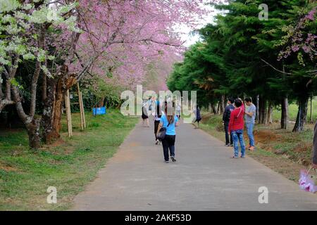 Chiang Mai, Thailand - Januar 7, 2020: Touristen, Khun Wang Inthanon Himalayan sakura Kirschblüte Blüte in Chiang Mai, Thailand zu sehen auf Stockfoto