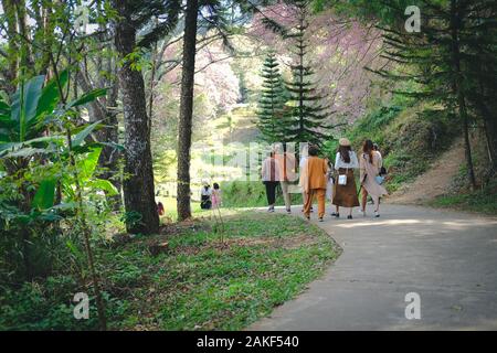 Chiang Mai, Thailand - Januar 7, 2020: Touristen, Khun Wang Inthanon Himalayan sakura Kirschblüte Blüte in Chiang Mai, Thailand zu sehen auf Stockfoto