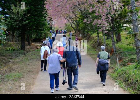 Chiang Mai, Thailand - Januar 7, 2020: Touristen, Khun Wang Inthanon Himalayan sakura Kirschblüte Blüte in Chiang Mai, Thailand zu sehen auf Stockfoto