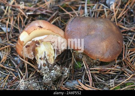 Suillus luteus, wie rutschig Jack oder Sticky bun bekannt, Pilze aus Finnland Stockfoto