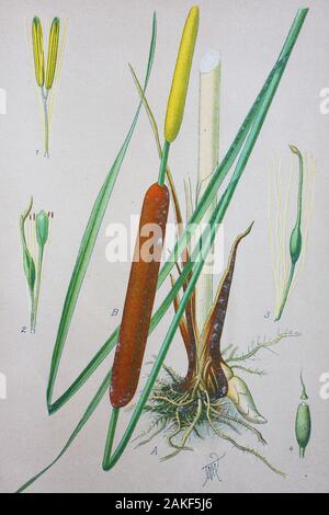 Typha latifolia, breitblättrigen Cattail, Rohrkolben, gemeinsame Rohrkolben, gemeinsame Cattail, neunschwänzige Katze, tolle reedmace, Cooper Reed, cumbungi, ist eine mehrjährige krautige Pflanze aus der Gattung Typha / Breitblättriger Rohrkolben (Typha latifolia), digital verbesserte Reproduktion einer Vorlage aus dem 19. Jahrhundert/digitale Reproduktion einer Originalvorlage aus dem 19. Jahrhundert Stockfoto