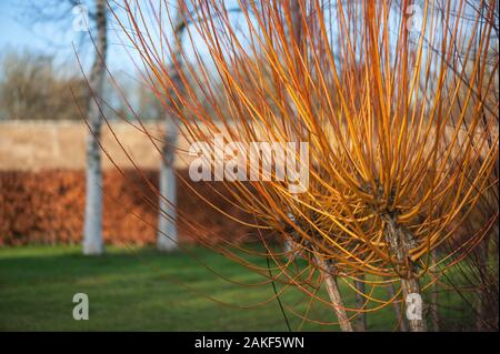 Willow im Winter, kurz bevor er zum Weben geschnitten wurde. Stockfoto