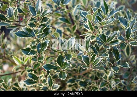 Im Winter mit Beeren verholzt. Stockfoto