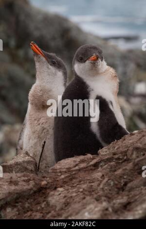 Paar Gentoo baby Pinguine auf dem Stein Nest in der Antarktis, Argentinien Inseln. Stockfoto