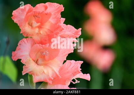 In der Nähe von orange-rosa Gladiolus hybridus im Garten Stockfoto