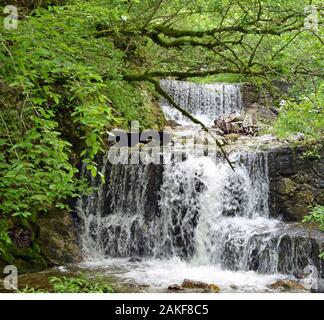 Wasserfall von Bäumen in Österreich Europa umgeben. Stockfoto