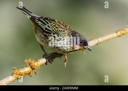 Rufous-throated Tanager - Tangara rufigula, schöne farbige Tanager aus westlichen Anden Pisten, Amagusa, Ecuador. Stockfoto