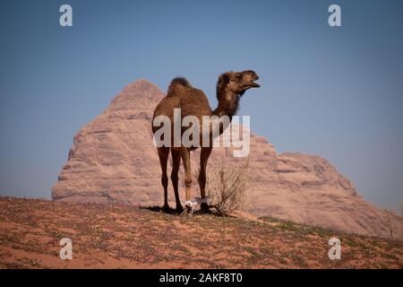 Kamelreiten in der Wüste Wadi Rum, Jordanien Stockfoto