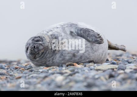 Close-up eine junge kegelrobbe (halichoerus grypus) Liegen auf Kies Strand Stockfoto