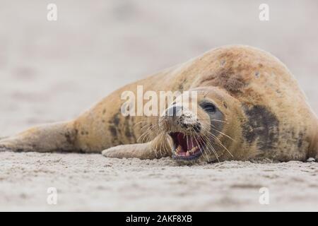 Eine weibliche Kegelrobbe (halichoerus grypus) mit offenem Mund, Zähne Stockfoto