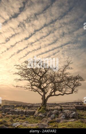 Makrele-Himmel Stockfoto