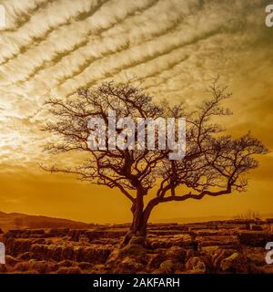 Makrele-Himmel Stockfoto