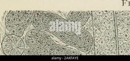 Eine Abhandlung über die hellen Krankheit und Diabetes, mit besonderer Bezugnahme auf die Pathologie und therapeuticsIncluding einen Abschnitt über Retinitis in der hellen Krankheit. Ying die Histologie der Niere. Für eine ordnungsgemäße Untersuchung der Veränderungen in der Niere, ob gesund oder krank, ist es notwendig, dass die Abschnitte shouldbe in zwei Richtungen: 1 st, längs oder in der directionfrom der Cortex in Richtung der papillse; 2d, quer zu thisdirection oder tangential gemacht. Auf diese Weise wird der Zusammenhang zwischen der elementaren Gewebe, aus denen sich die Orgel zu erhalten. Struktur der Niere. 43 und tlie ändern Stockfoto