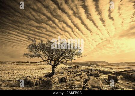 Makrele-Himmel Stockfoto