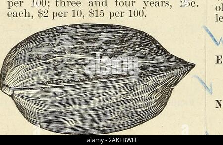 Obstbäume, Evergreens, Rosen, etcfor Florida und Küste Gürtel der südlichen Staaten. Mich. Alle unsere Bäume sind aus Samen gezogen. Einige Sorten importiert werden fromFrance aus zuverlässigen Züchter; othersare von Muttern in ourorchards produziert gewachsen. Wir haben Bäume des EarlyBearing Sorte, die bei acht Jahre alter Nach oben von onebushel von Nüssen erbracht haben. Die Sorten als angeboten, 2 (5 v Obwohl Sämlinge, die in der Regel wahr, oder mit leichten Variationen. Graftedtrees sind immer knapper und teurer, wegen der Schwierigkeit Dieser methodof Vermehrung. Die beste Erde für Walnüsse ist ein strongclay, reich und somew Stockfoto