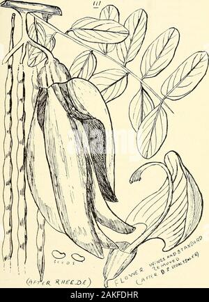 Umfassenden Katalog von Queensland Pflanzen, Einheimische und naturalizedTo, die hinzugefügt sind, soweit bekannt, die Aborigines und anderen volkstümlichen Namen; mit zahlreichen Abbildungen und reichlich Notizen auf die Eigenschaften, Funktionen, &c., der Pflanzen. ^B * 6 EA^^=^ XLIII. LEGUMINOS ^E. 135. 3, x^in. Sesbania grandifloea, P.?. 136 XLIJI. LEGUMINOSJE. * Trifolium, Linn. resupinata, Linn.- Europa. Procumbens, Linn.- Europa. repens, Linn. - Weißklee. Europa. glomeratum, Linn. gruppierten Clover. Europa. Tomentosum, Linn. - Südeuropa. Bonanni, Presl.-Europe.agrarium, Linn. - Europäische Hop Clover. Europa Stockfoto