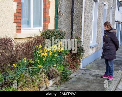 Castletownshend, West Cork, Irland, 09. Januar 2020. Die ersten Narzissen des Jahrzehnts in voller Blüte bereits auf der High Street von Castletownshend Dorf, und bewundert von den Passanten durch. Kredit aphperspective/Alamy leben Nachrichten Stockfoto