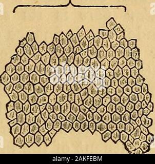 Elemente der Tierphysiologie, vor allem menschlich. Abb. 30. Fasern oder Prismen Emaille. oder Fasern, die axial, Seite an Seite, perpendicu stehen - insbesondere an die Oberfläche des Zahnes oder der Dentin. (Seefig. 30.) 139. Dentin orvTooth Gewebe bildet die Masse der unregelmäßigen Hohlräumen, in denen zahnmedizinische TubuU^^", kündigen. Zahnmedizinische Tubnli. Stockfoto