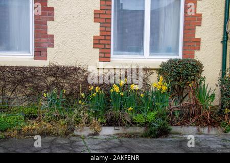 Castletownshend, West Cork, Irland, 09. Januar 2020. Die ersten Narzissen des Jahrzehnts in voller Blüte bereits auf der High Street von Castletownshend Dorf. Kredit aphperspective/Alamy leben Nachrichten Stockfoto