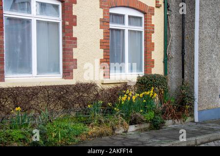 Castletownshend, West Cork, Irland, 09. Januar 2020. Die ersten Narzissen des Jahrzehnts in voller Blüte bereits auf der High Street von Castletownshend Dorf. Kredit aphperspective/Alamy leben Nachrichten Stockfoto