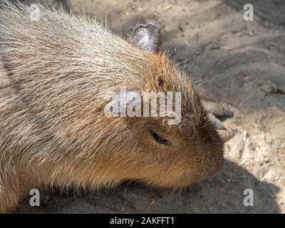 Closeup Wasserschwein ist Sonnenbaden auf dem Boden Stockfoto