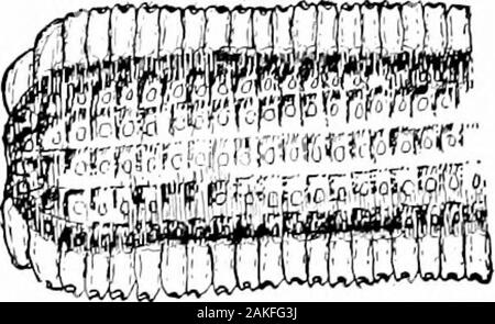 Südliche Feldfrüchte (exklusiv von Futterpflanzen). Abb. 58. - Ohr mit langen, Wohlgeformten Körner. Abb. 59. - Eah mit ShortGrains. Zur Befestigung der Ohr Schaft shoidd des gemäßigten diameter.Compare Bild werden. 46 mit Abb. 50. (8) Die Spitzen der Ohren. - Die Körner sollten als nearlj als possiblehide die Cob, die sich an der Spitze des Ohres und sollte es von angemessener Größe. Stockfoto