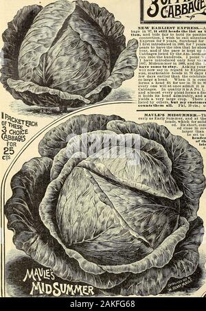 Maule same Katalog: 1896. Neue frühesten EXPRESS Obwohl ich zuerst dieses Cab - Bage in 87 eingeführt, es noch Köpfe tlie Liste als die frühesten Kohl In der Cultiva- und Angebote fair zu Fett seine Position für viele Jahre zu kommen. In thisconnection, ich aufmerksam machen auf die Tatsache, dass ich gedröhnt haben möchten, Express für 9 Jahre, Surehead für 19 Jahre, und Hochsommer, whichI erste im Jahr 1889 eingeführt wurde, für 7 Jahre. Jetzt fast jeder Seedsman ap-Birnen die Idee, dass er einen neuen Kohl everyyear einführen sollte, und wenn das Tempo ist für ein paar Jahre mehr, die Anzahl ofCabbages durch den Äa aufgeführt s Stockfoto