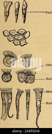 Elemente der Tierphysiologie, vor allem Menschlichen. Wie in der Nagelhaut, oder die placedside von Kante zu Kante, wie Fliesen oder Steine in thepavement, wie in der Serösen und synovial memhranes, theinterior der Lymphatics und Blutgefäße. Diese Zellen sind manchmal mit ^j&gt;?^ mich?2^, asin Der aderhaut Schicht des Auges; Sie sind dann als 2 ngment Zellen. 129. Die Sphäroguss oder glandulären Epithels Cellsconsist der Abgerundeten oder kugelförmigen Zellen, welche Zeile theinterior des zusammengesetzten Drüsen, wie die der Leber, Magen- Drüsen, &c. Sie nehmen an einem polygonalen shapeunder Druck bei voll t Stockfoto