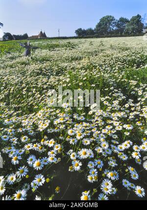 Vogelscheuche in einem Daisy-Feld, Kent, England, Großbritannien Stockfoto