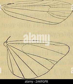 Bulletin der Vereinigten Staaten geologische und geografische Übersicht der Gebiete. SpruceIt war glatt, schlank, dunkel braun. Die erste Woche im August. Ziehen Sie es w Zoll gemessen, und pupated in Cocoon gebildet von eigenen Kot und Seide der letzte im August. Die Imago gefunden wurde freshand lebendig Sept.] 9. Diese Fichte Motte muss nicht sein - mit Salebria fusca, die es fast gleicht gegründet. Die Vorderflügel sind mehr in Pulverform mit Weiß, die hintere Linie breiter, während in der fusca Vene 6 auf vorderflügeln aus dem Kreuz geworfen wird - veinfurther ab 7. Diese neue Motte nicht ein Femp werden Stockfoto