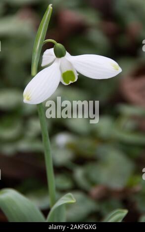 Galanthus 'Big Boy' ist möglicherweise der größte aller Schneefälle. Stockfoto