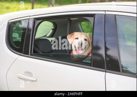 Labrador Retriever Hund schaut aus dem Fenster. Konzept Tier reisen Road Trip. Hund klemmt seinen Kopf Aus einem Auto. Stockfoto