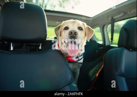 Beförderung von ein Hund in einem Auto. Car Cover für Tiere. Hund im Auto. Labrador reist. Stockfoto