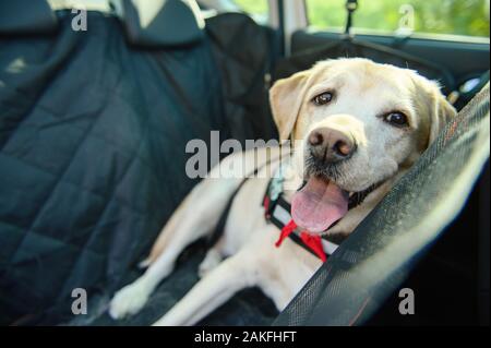 Beförderung von ein Hund in einem Auto. Car Cover für Tiere. Hund im Auto. Labrador reist. Stockfoto