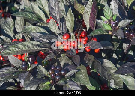 Black Pearl Zierpflanzen Pfeffer (Capsicum annuum 'Black Pearl') Stockfoto