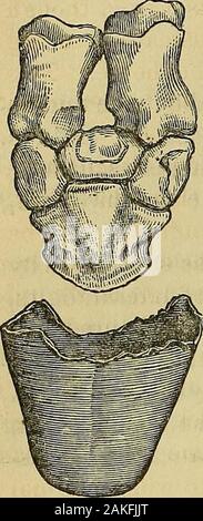 Bulletin der Vereinigten Staaten geologische und geografische Übersicht der Gebiete. der Arten. Die Besonderheit ist so fest etabliert, dass keine Tendenz zum Original und normale Form ist in diesen Schweinen beobachtbaren zurückzukehren. Herr Marnockinforms mir, dass das Kreuz von einem Folid - huftiere Wildschwein mit einer Leistungsbeschreibung der gewöhnlichen Typ erzeugt einen Wurf und die meisten von ihnen zeigen die peculiarityof Der männliche Elternteil. Er spielt auf einem populären Glauben, schreibt der Ursprung dieses breedto Kreuzung mit dem Peccary, - das ist natürlich trügerisch. Das Ergebnis dieser Änderung des Fußes ist, dass ein streng ein Stockfoto