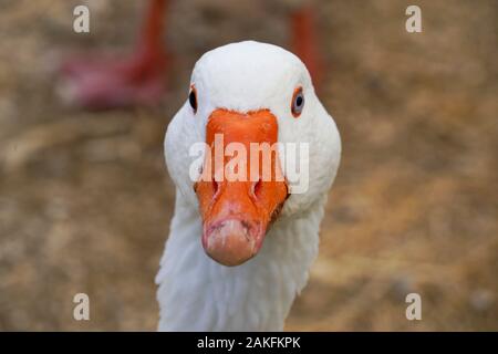 Closeup Portrait einer Gans in den Teich Stockfoto