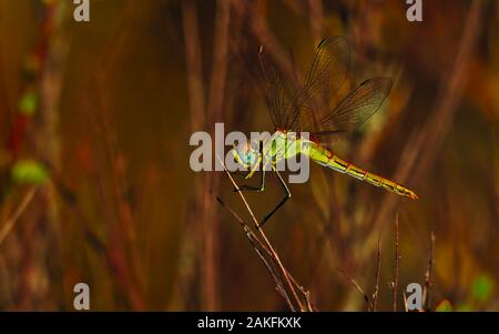 Detail der dragonfly wings mit Flügel Landung auf einem Busch Zweig. Stockfoto