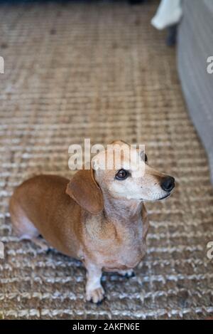 Hellfarbener Dachshund, Durban, Südafrika Stockfoto