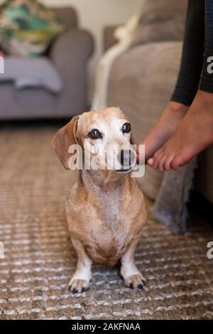 Hellfarbener Dachshund, Durban, Südafrika Stockfoto