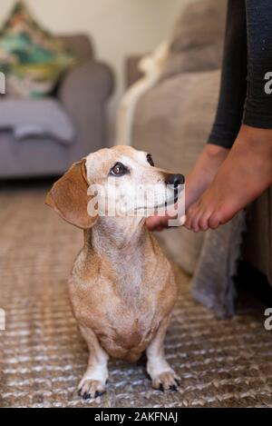 Hellfarbener Dachshund, Durban, Südafrika Stockfoto