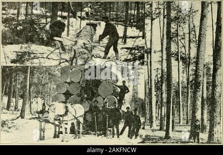 Holzarbeiten und Zeichnung der mechanischen Bauteile. - 61 - SCHWERFÄLLIGEN sind die Bäume abgeholzt. Der Winter ist die beste timefor Schneiden, da weniger im Baum in dieser Zeit der Theyear sap. Im Sommer ist die nächste beste, der Herbst und der Frühling beingthe ungünstigsten Zeiten. Die Bäume werden abgestreift von theirbranches und versendet das Sägewerk. Hier sind Sie sawedinto Kanthölzer, Bohlen, Bretter usw. Würzen. Schnittholz aus frisch gefällten Bäumen ist nicht fitfor Einsatz in permanente Strukturen jeder Art, wie es grün ist. Es. Obere, sägen Protokolle in Längen; Senken, eine große Last von weißen Kiefer; rechts, Yellow Pine Stockfoto