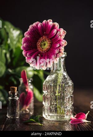 Gerbera Rosa Blume Stockfoto