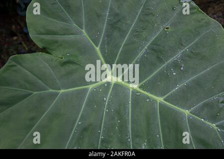 Die Colocasia blatt Elephant-ear Taro cocoyam dasheen Frische Wassertropfen auf einem grünen Colocasia esculenta Blatt Aquatilis und Tautropfen am Morgen Stockfoto