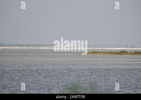 Eine große Gruppe von Greater Flamingo Vogel stehen auf der Pulicat See für die Suche von Essen. in Indien. Stockfoto