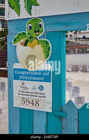 Eine schützende Schildkrötenei, in der Eier überwacht werden, bis sie geschlüpft sind und dann in Cancun, Mexiko ins Meer entlassen werden Stockfoto